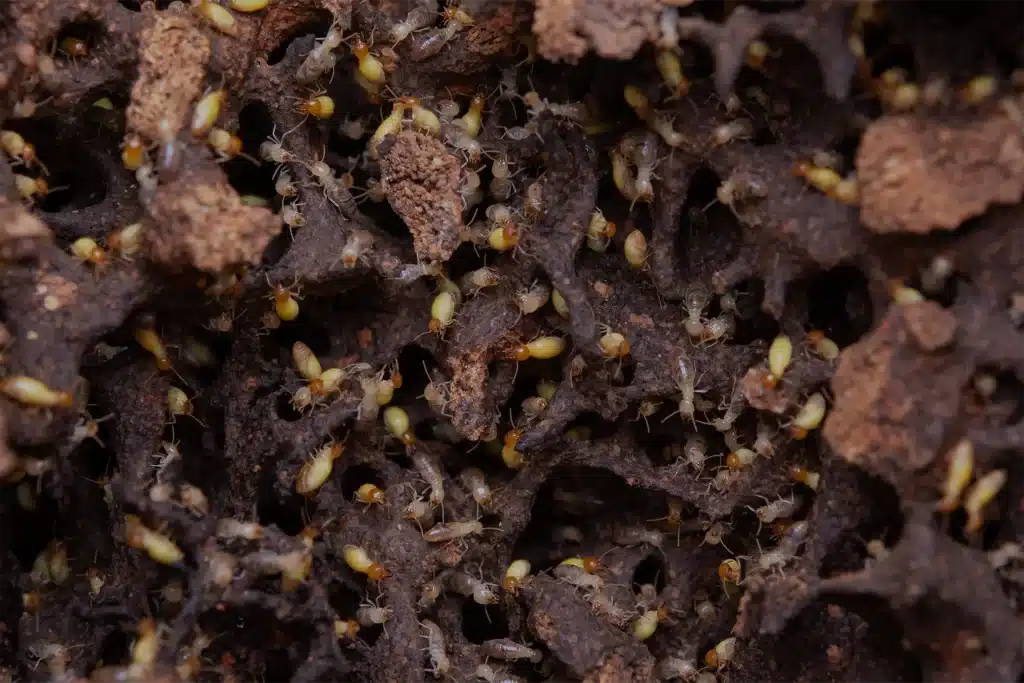 termites eat wooden planks